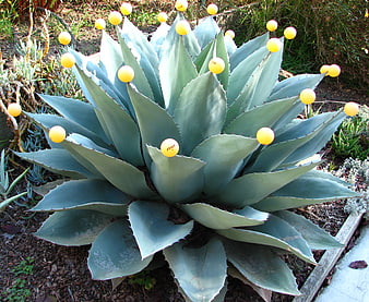 Agave plant with yellow ping pong balls on spines