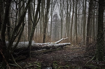 Misty Winter Forest with Fallen Snowy Tree Trunk