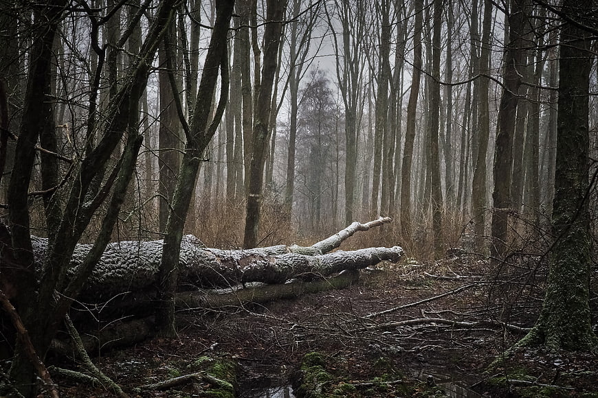 Misty Winter Forest with Fallen Snowy Tree Trunk
