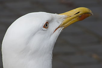 Close-up profile of a seagull head with yellow beak