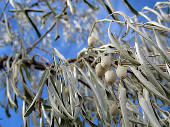 Silver-leafed tree branches with small fruits against blue sky