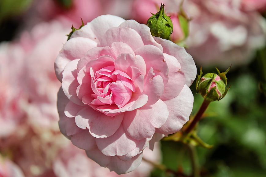 Close-up of a delicate pink rose bloom with buds