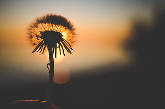 Silhouette of a dandelion seed head against a golden sunset