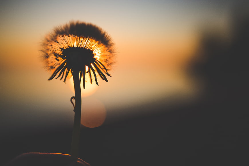 Silhouette of a dandelion seed head against a golden sunset