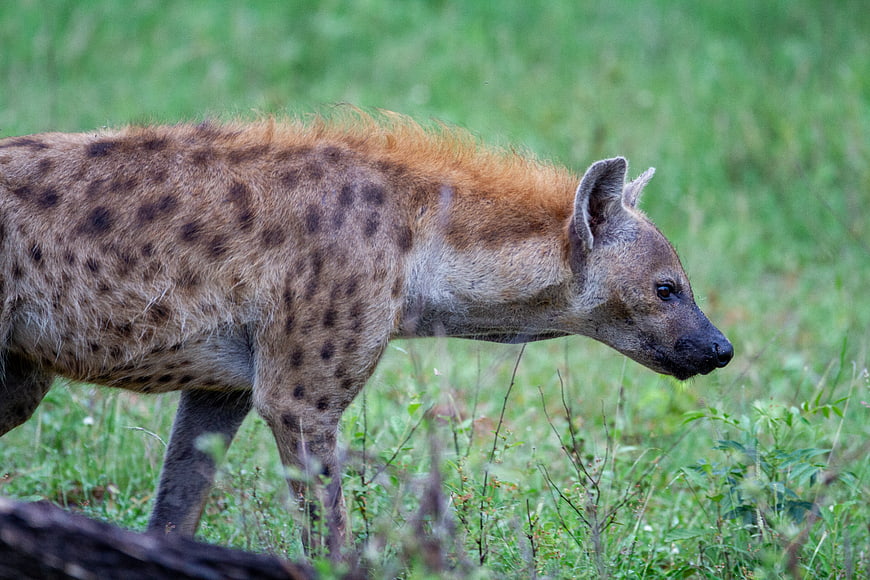 Spotted Hyena Walking in African Savanna Grass