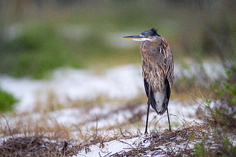 Great Blue Heron Standing in Snowy Marsh