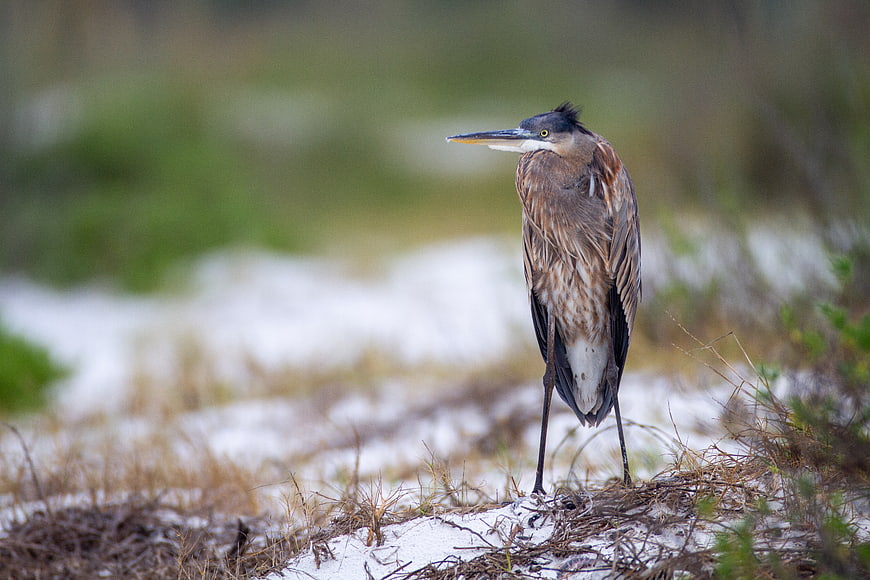Great Blue Heron Standing in Snowy Marsh