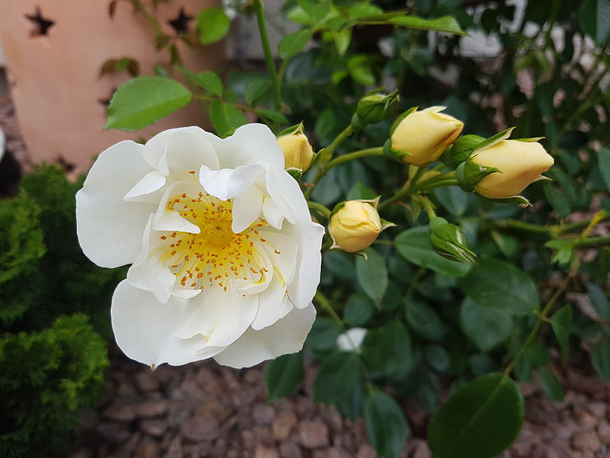 White Rose Bloom with Yellow Buds in Garden