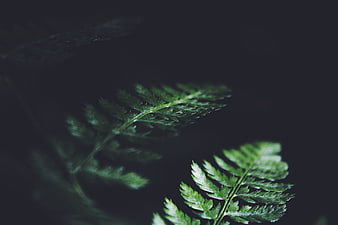 Dark moody close-up of green fern leaves on black background