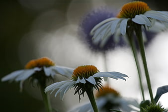 Close-up of white coneflowers with orange centers and purple thistle