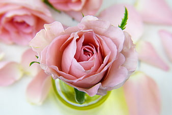 Close-up of a delicate pink rose in a glass vase