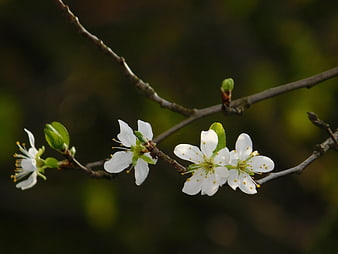 White Cherry Blossoms on Branch with Green Leaves