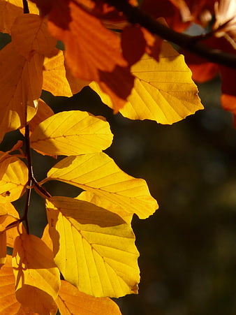 Golden Autumn Beech Leaves Backlit by Sunlight
