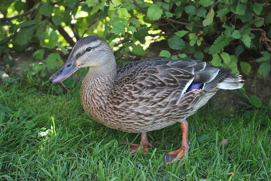 Female Mallard Duck Standing on Green Grass