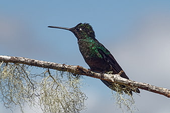 Green hummingbird perched on lichen-covered branch