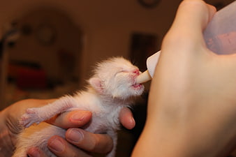Newborn Kitten Being Bottle Fed By Human Hands