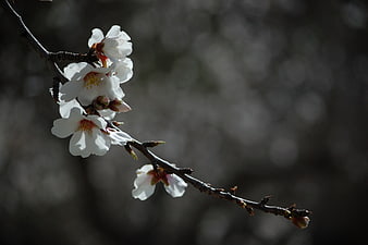White Cherry Blossoms on Branch Against Dark Background