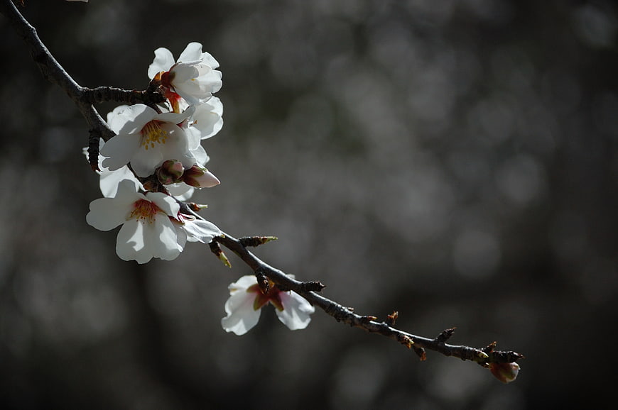 White Cherry Blossoms on Branch Against Dark Background