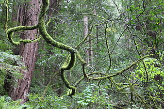 Moss-covered branches in a lush green temperate rainforest