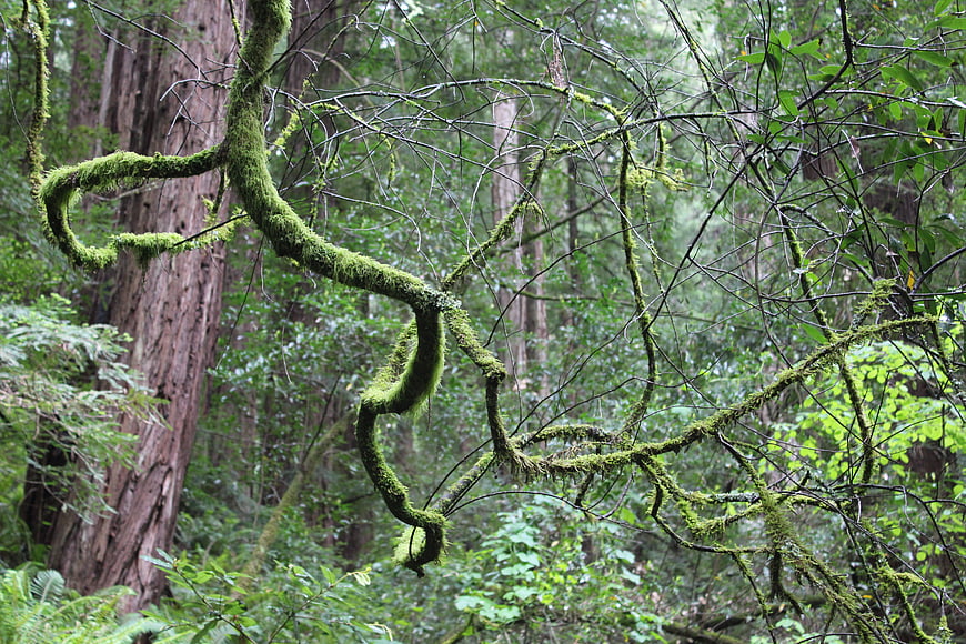Moss-covered branches in a lush green temperate rainforest