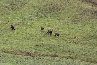 Wild chamois grazing on a green alpine meadow
