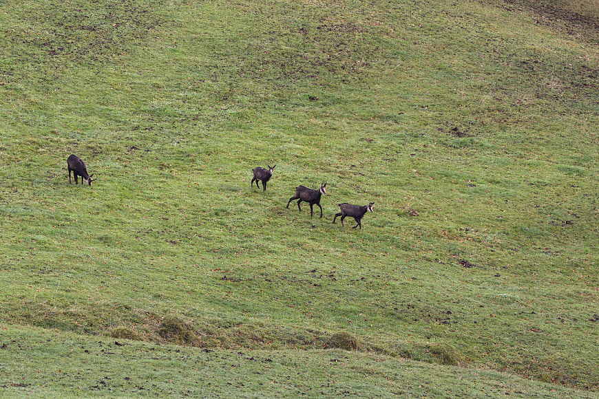 Wild chamois grazing on a green alpine meadow