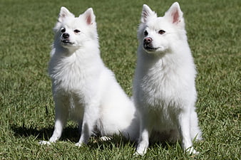 Two White Spitz Dogs Sitting On Green Grass