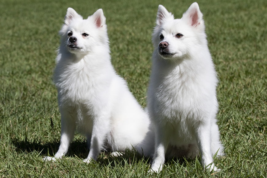 Two White Spitz Dogs Sitting On Green Grass