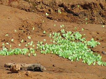 Swarm of yellow butterflies on red mud bank