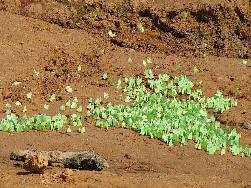 Swarm of yellow butterflies on red mud bank