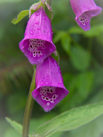 Close-up of purple foxglove flowers with raindrops