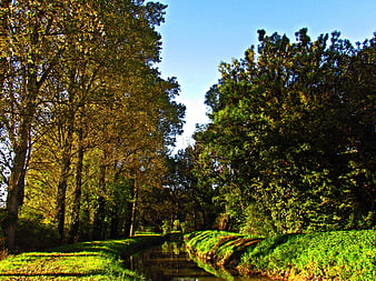 Sunlit Canal Through Lush Green Forest Landscape