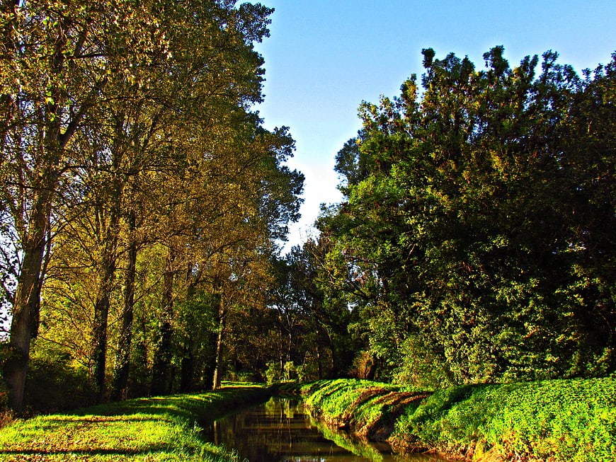 Sunlit Canal Through Lush Green Forest Landscape