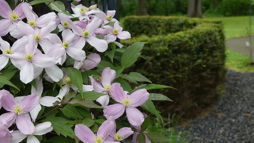 Pink clematis flowers blooming in a garden