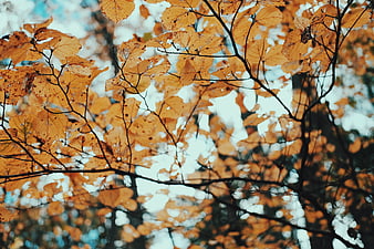 Autumn Leaves Backlit by Soft Sky Light