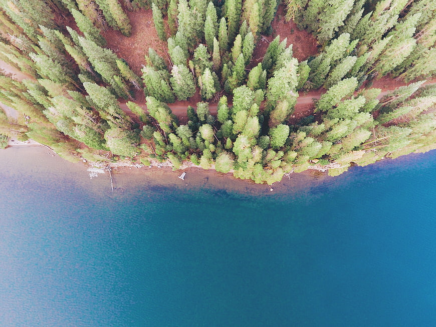 Aerial View of Pine Forest Coastline with Blue Water
