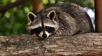 Raccoon resting on a tree branch in a forest
