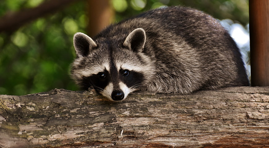 Raccoon resting on a tree branch in a forest