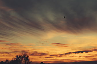 Dramatic sunset sky with birds and silhouetted trees