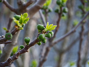 Close-up of green figs and new leaves on a tree branch