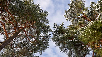 Low angle view of snow-covered pine trees against blue sky