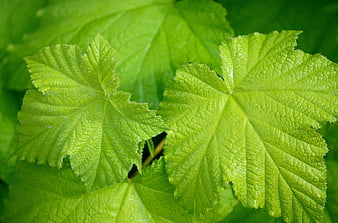 Close-up of vibrant green leaves with detailed texture and water droplets