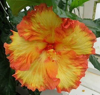 Vibrant Orange and Yellow Hibiscus Flower Close-Up
