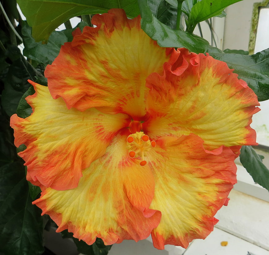 Vibrant Orange and Yellow Hibiscus Flower Close-Up