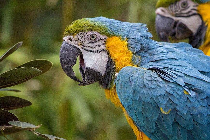 Close-up of Blue and Gold Macaw Parrot in Nature