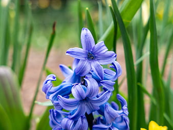 Close-up of vibrant purple hyacinth flower in spring garden