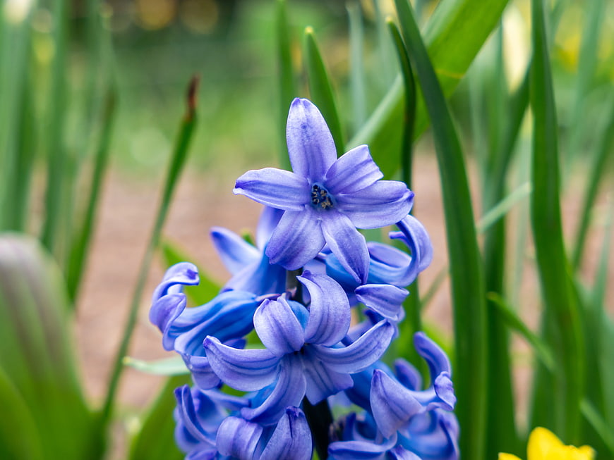 Close-up of vibrant purple hyacinth flower in spring garden