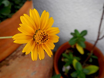 Close-up of a vibrant yellow flower in a terracotta pot