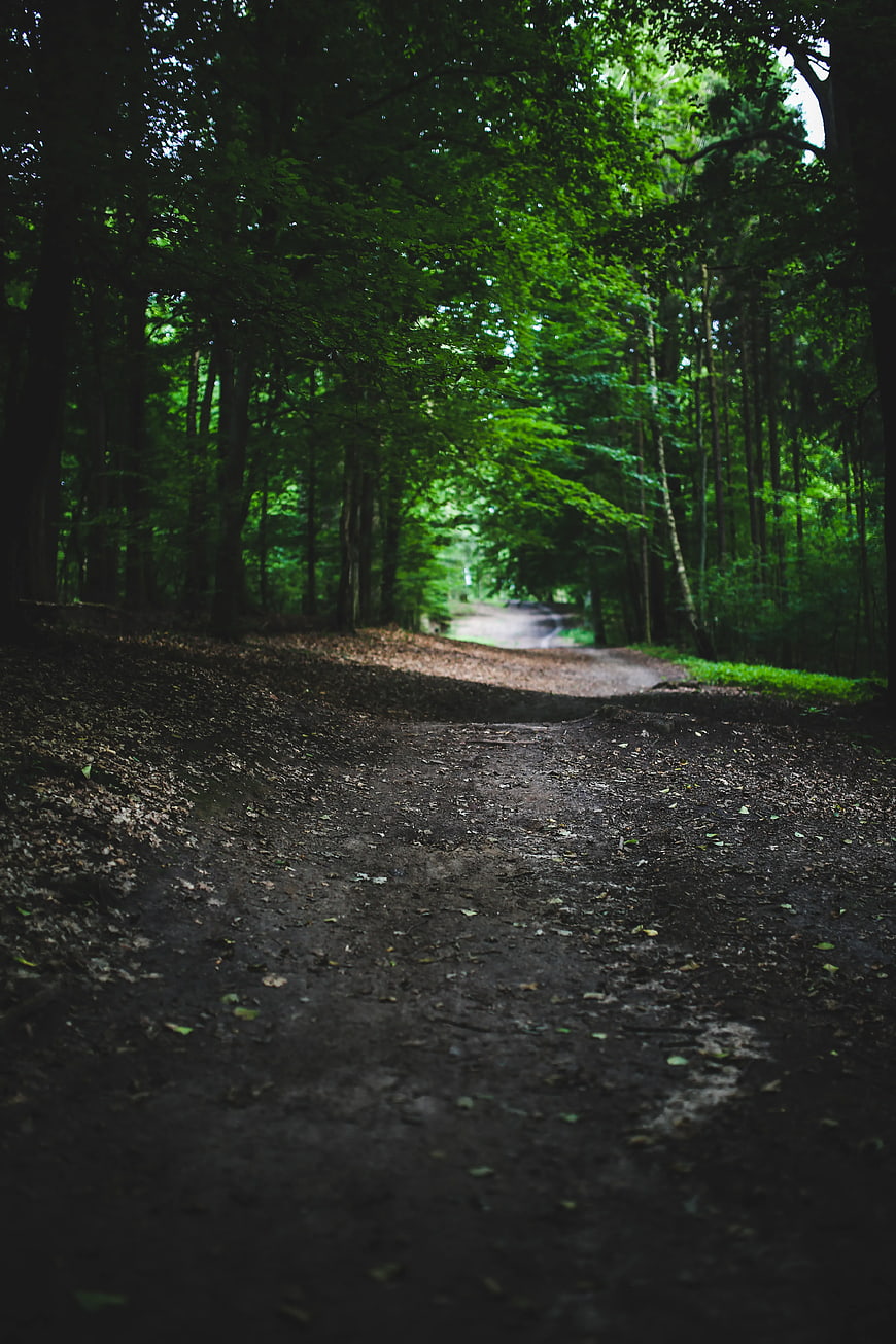 Mysterious Forest Path with Dappled Sunlight