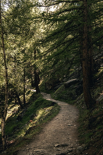 Sunlit Forest Trail Winding Through Dense Green Woods